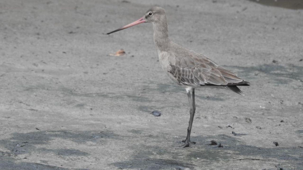 It also plays an important role in raising awareness about the conservation of waterbirds and wetlands in the country