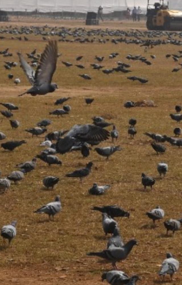 From Dadar Kabutarkhana pigeons migrate to Shivaji Park