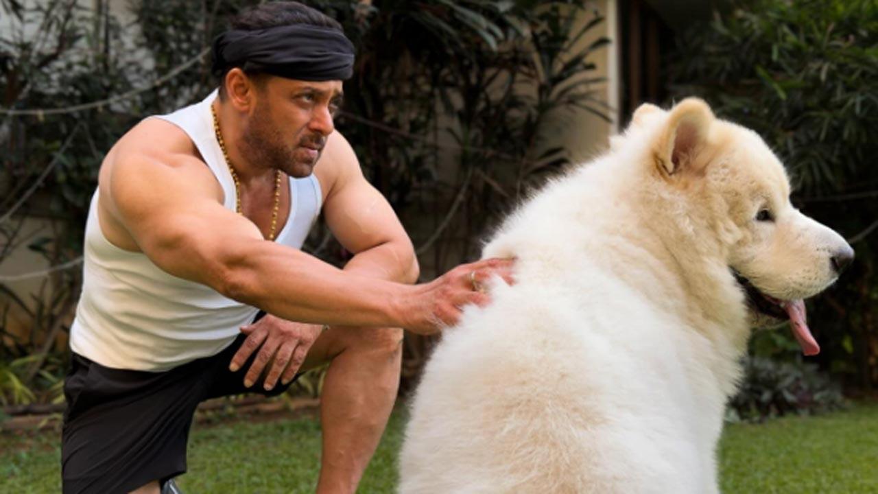 Salman Khan shares pics from his Sunday outing with his dog