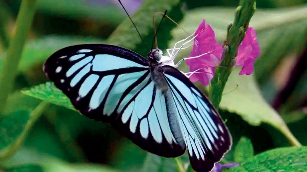 Blue GlassyTiger. Pic Courtesy/BNHS