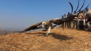 Long-billed Vulture rescued near Nashik released back into wild