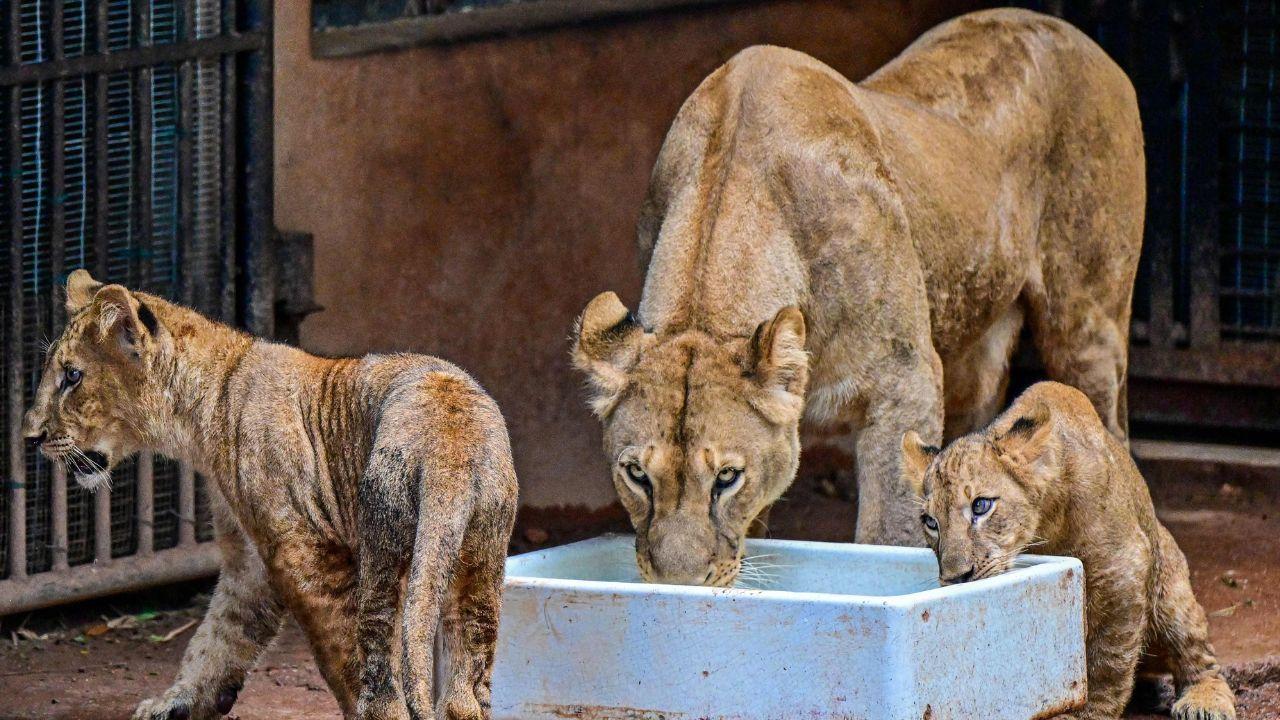 An African lioness watches over her cub inside the enclosure, capturing a tender moment&nbsp;