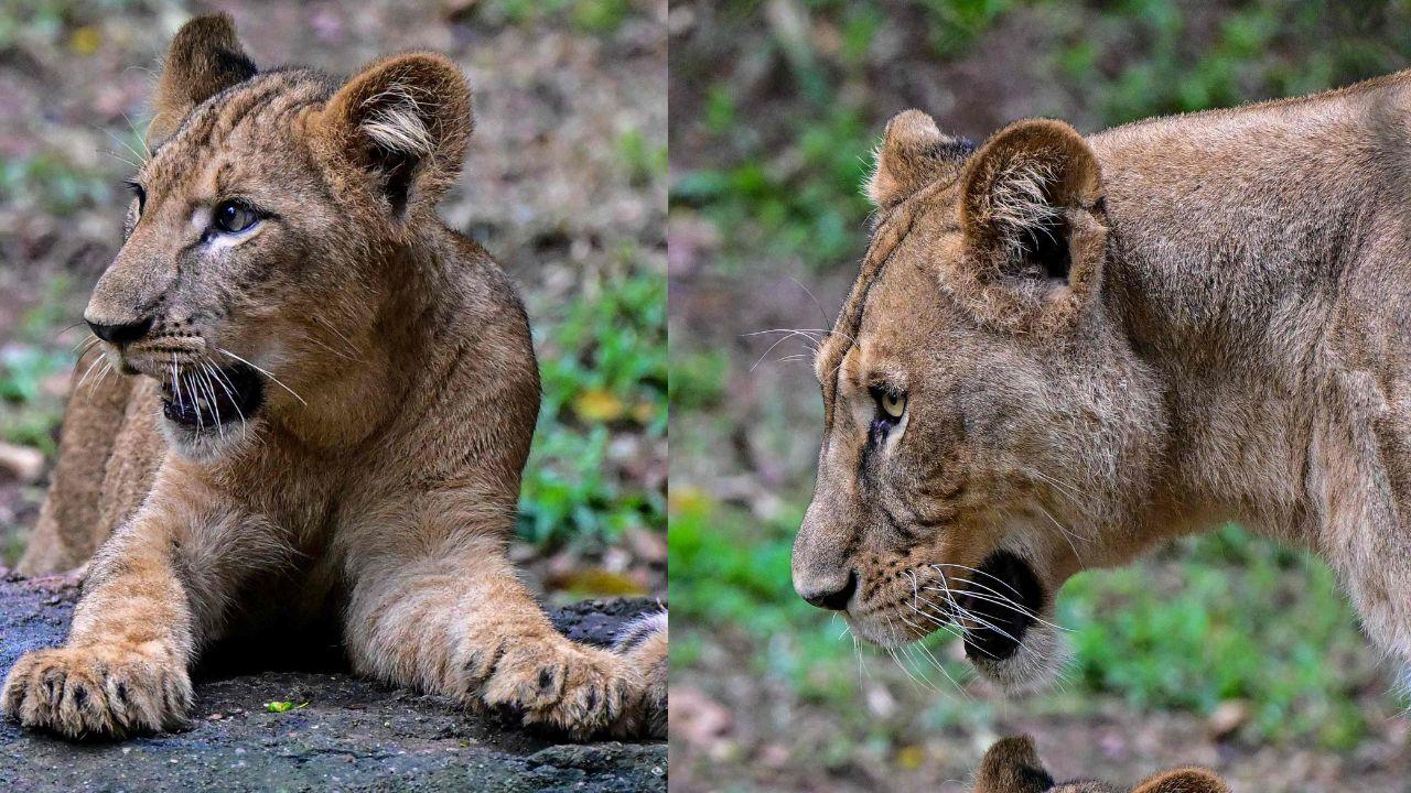 Lion cubs remain close to their mother as visitors gather to witness one of the zoo's most popular attractions during its milestone 90th anniversary year