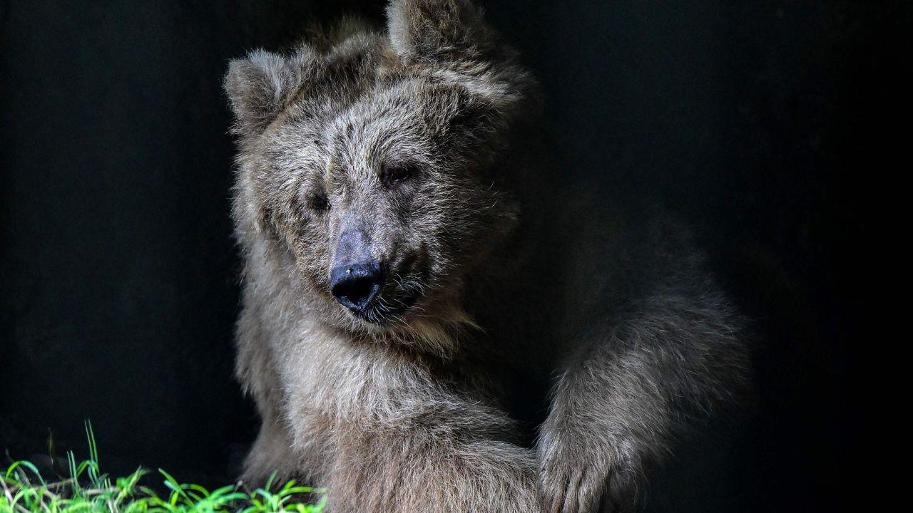A brown bear rests peacefully in its habitat, highlighting the diverse range of mammals cared for at the Dehiwala zoo, which is home to species from across the world