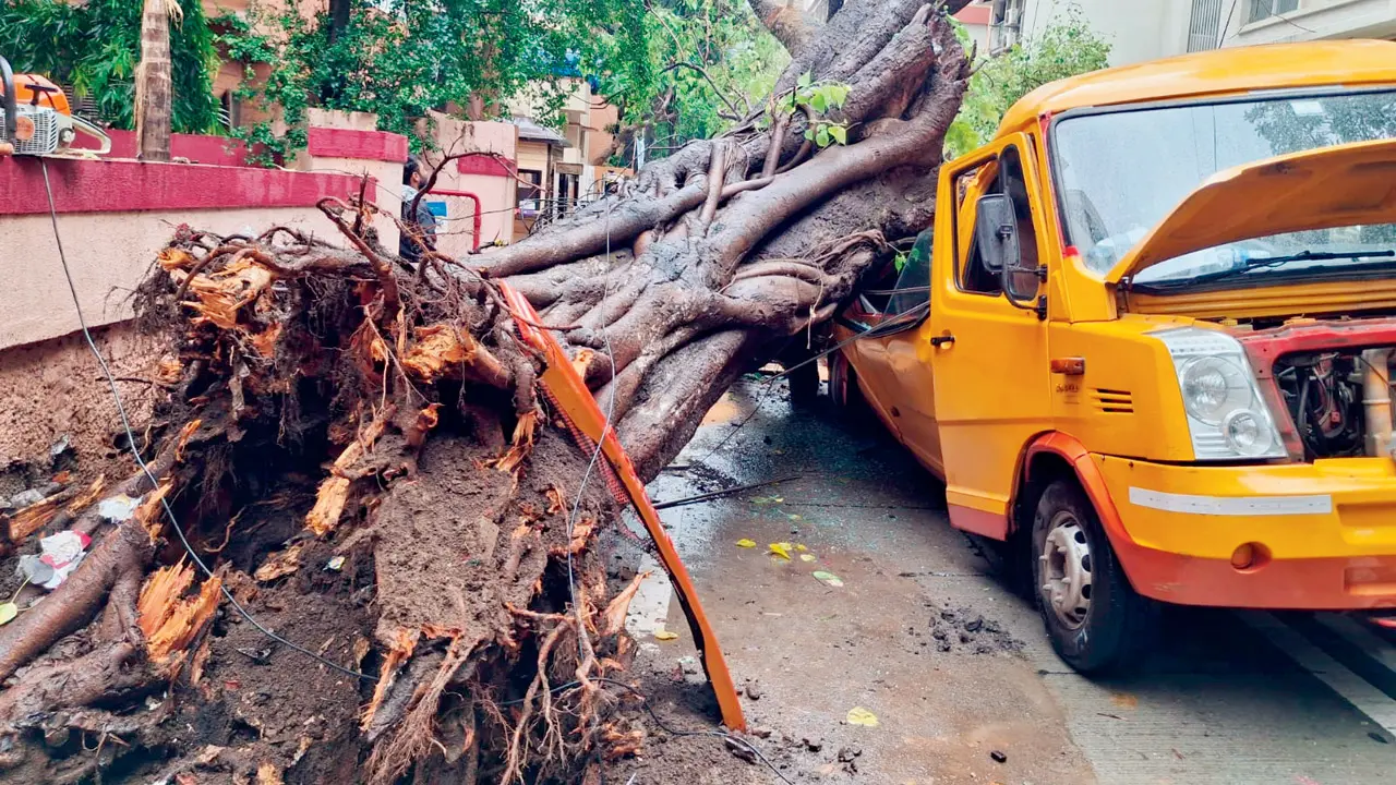The uprooted peepal tree that collapsed on a school bus in Chembur, killing an 11-year-old child