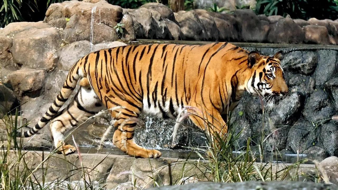 The Veermata Jijabai Bhosale Botanical Udyan and Zoo is also known as the Byculla Zoo, and has been popular for its tigers.&nbsp;
Currently, Byculla zoo has two tigers - Karishma and her cub Jay (Pic/Ashish Raje)