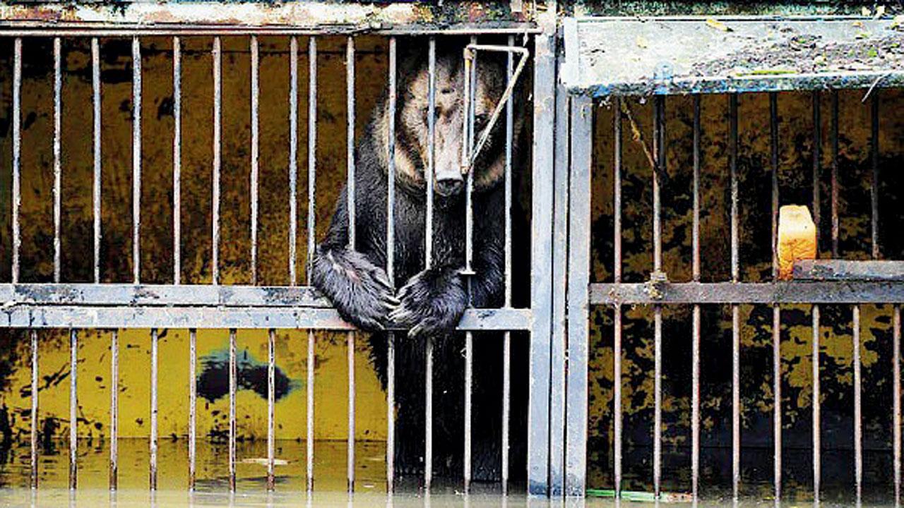 Three lions die as China zoo animals suffer amid devastating floods Over 100 animals escaped from flood-damaged enclosures. Representation pic/iStock