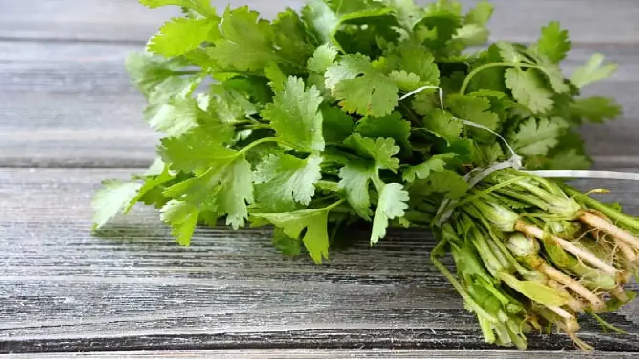 Coriander futures fall on weak spot demand Representational Image