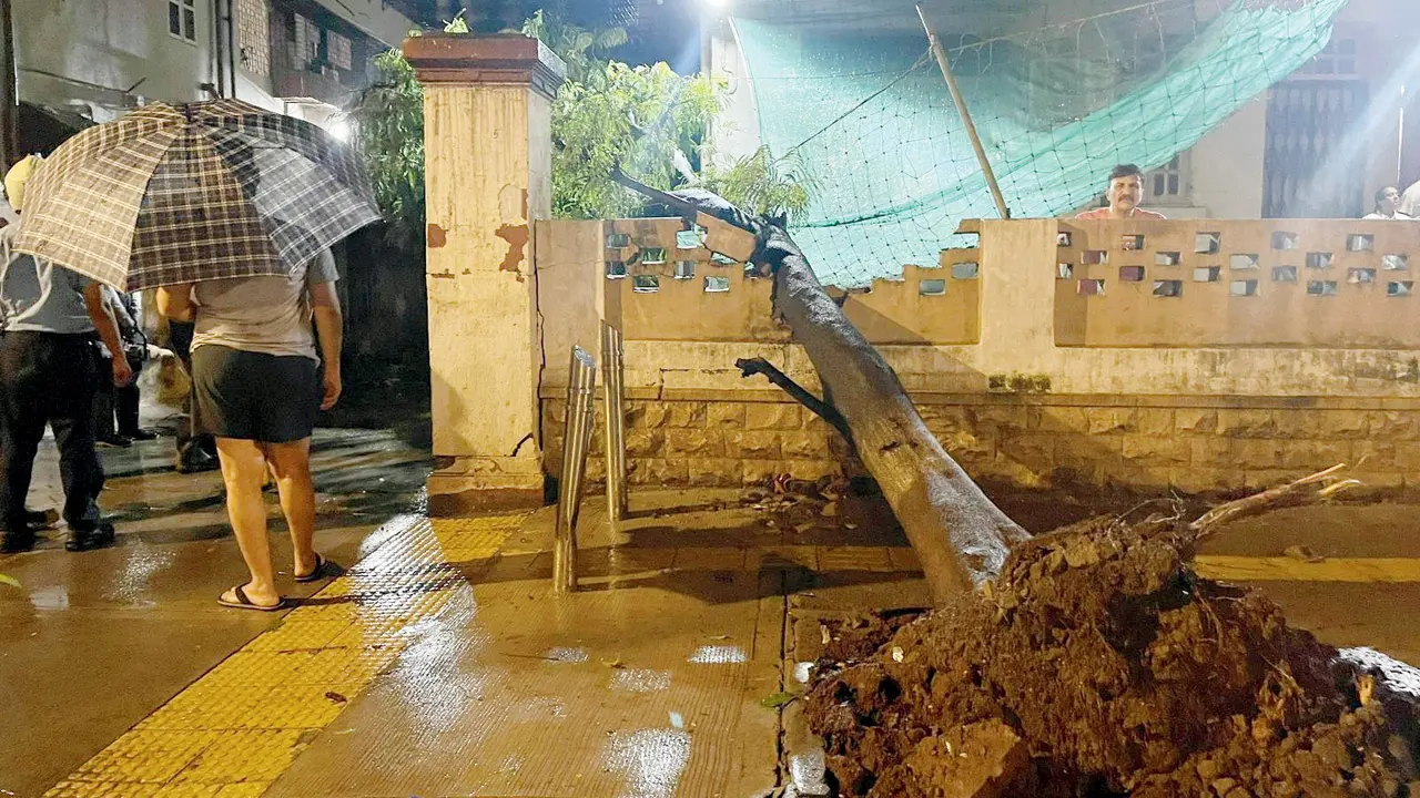 Midnight tree collapse in Dadar damages vehicles amid Mumbai rain An uprooted tree lies outside Madhavi Niwas in Tilak Nagar, Dadar East, after heavy overnight rain brought it crashing down shortly after midnight on Wednesday. No injuries were reported. PICS/BY SPECIAL ARRANGEMENT