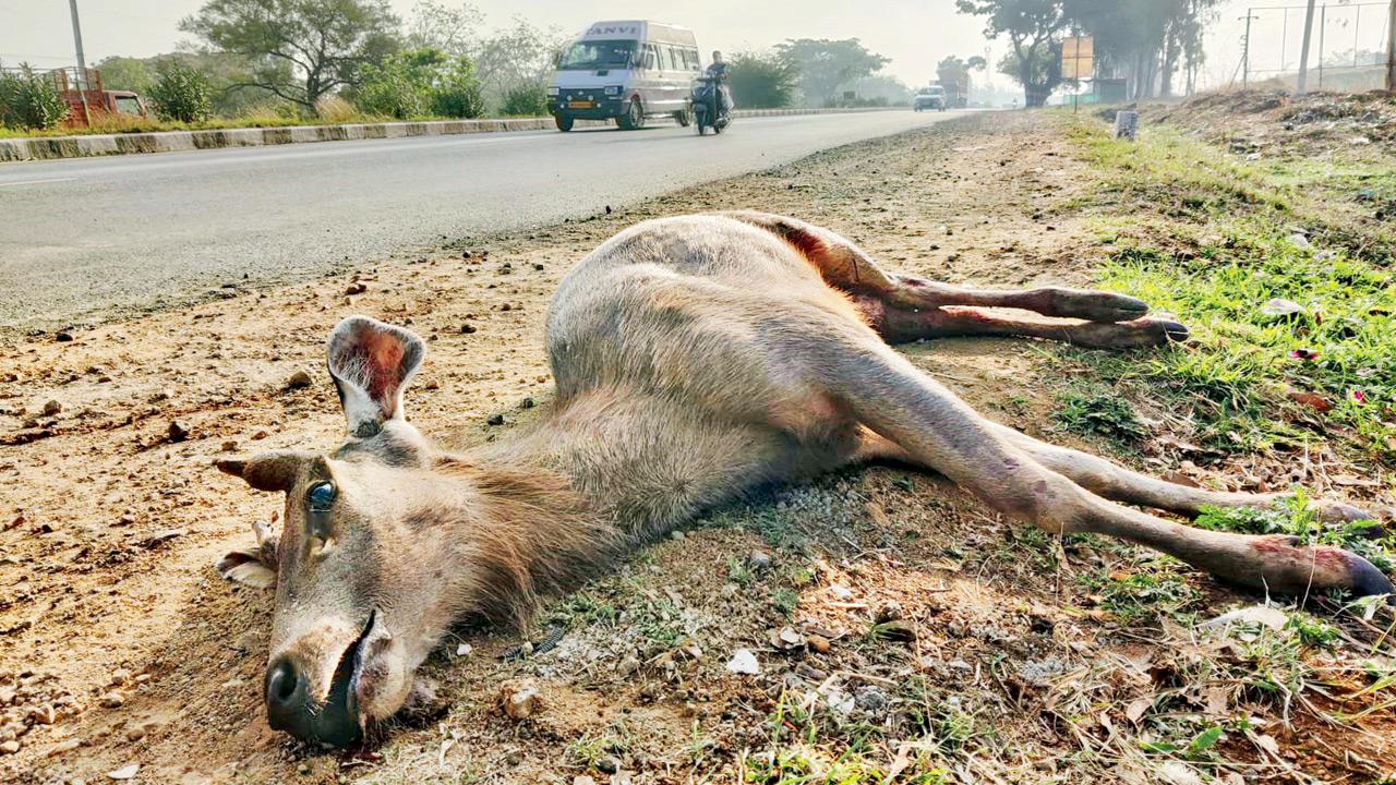 Wildlife experts raise alarm over rising roadkills in Pune's Maval during monsoon A mammal was killed as speeding vehicles pass through forested areas. Pics/Jigar Solanki