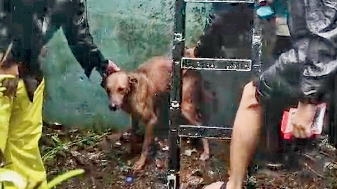Dog rescued from river near SGNP after two-hour rescue operation Borivli police and fire brigade officials bring the animal to safety after a two-hour operation. Pics/By Special Arrangement