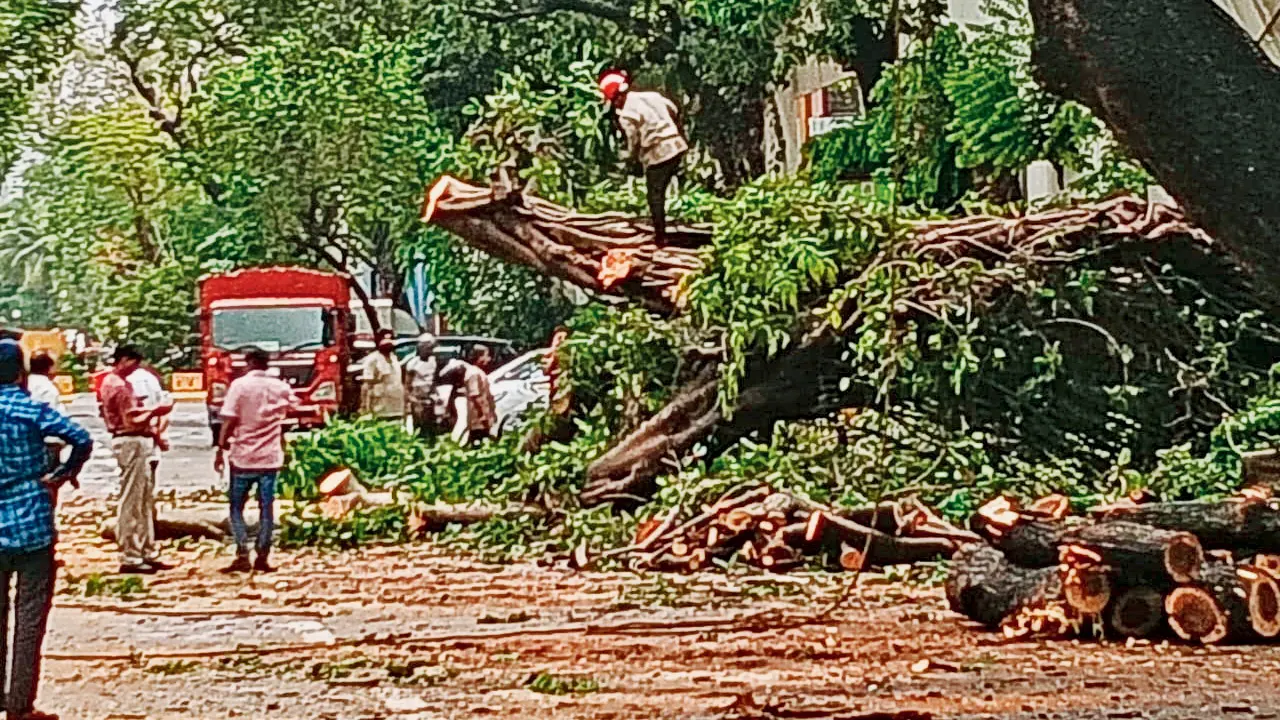 Second tree collapse injures eight as crowd gathers at Santacruz incident site The two uprooted trees on Relief Road behind SNDT College in Santacruz West. Pics/By Special Arrangement