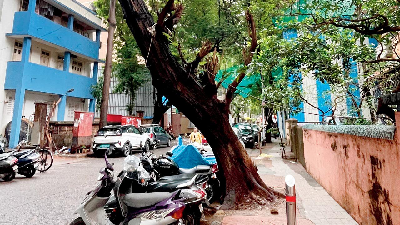 Mumbai tree safety concerns grow as Dadar residents flag ageing trees near Shivaji Park Trees that appear to be in a precarious situation around Shivaji Park in Dadar West on Thursday. PICS/RITIKA GONDHALEKAR