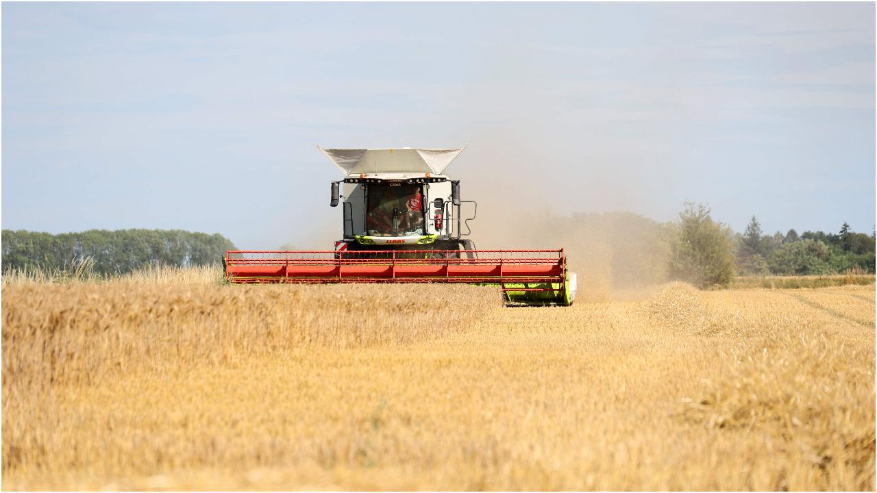 France's relentless heatwave is accelerating crop maturity, forcing farmers to begin harvesting weeks ahead of schedule