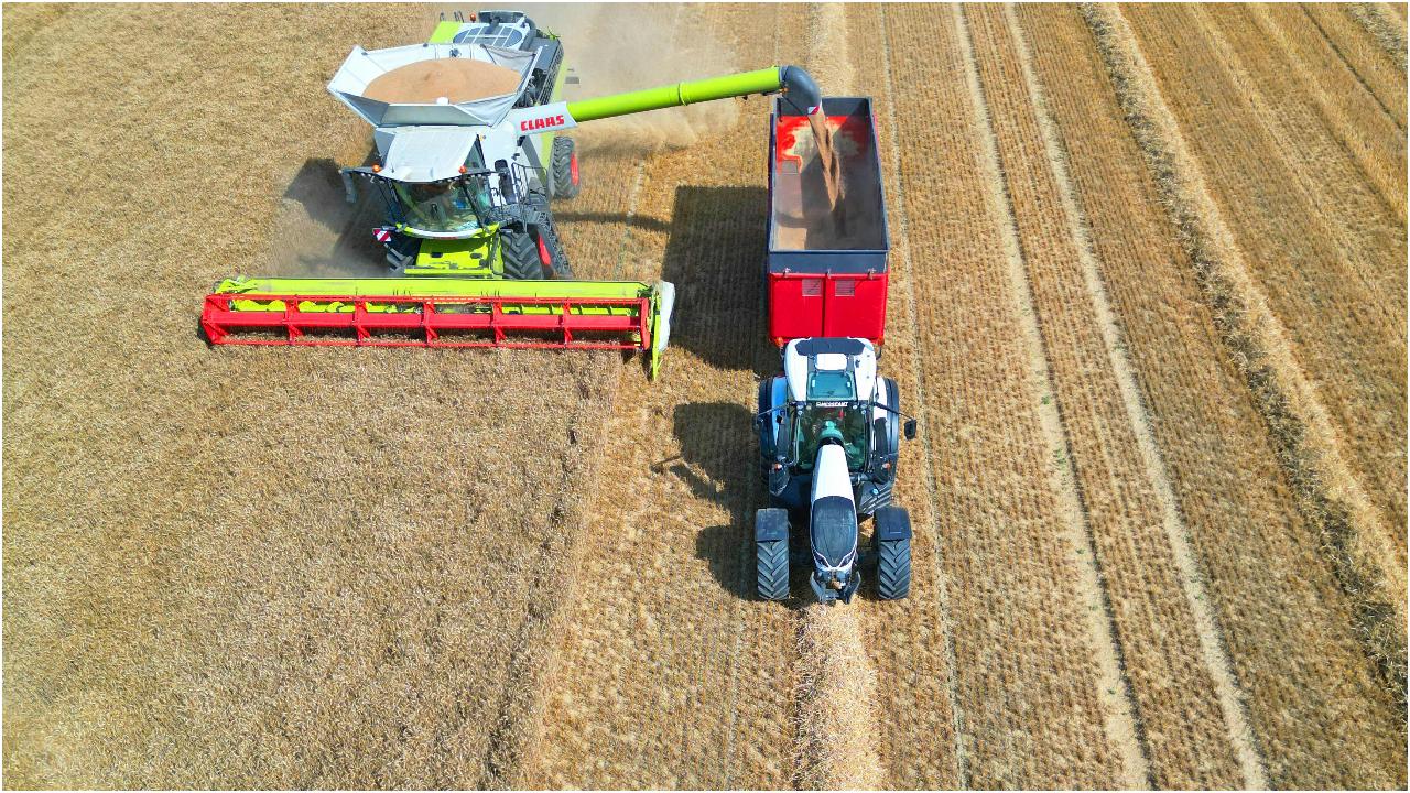 The heat wave sweeping across France is leaving its mark on the countryside, with crops ripening sooner and harvesters rolling into fields earlier than expected