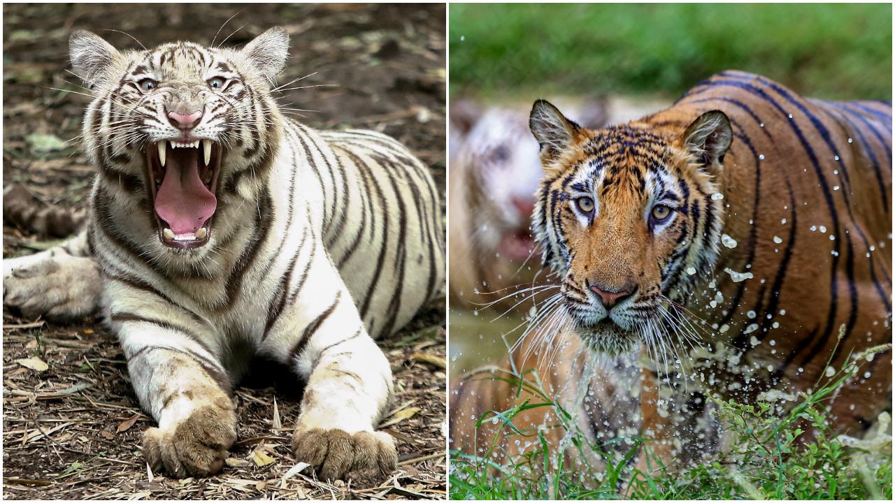 These tigers are from across India. Photo Courtesy: PTI/Saksham Patel