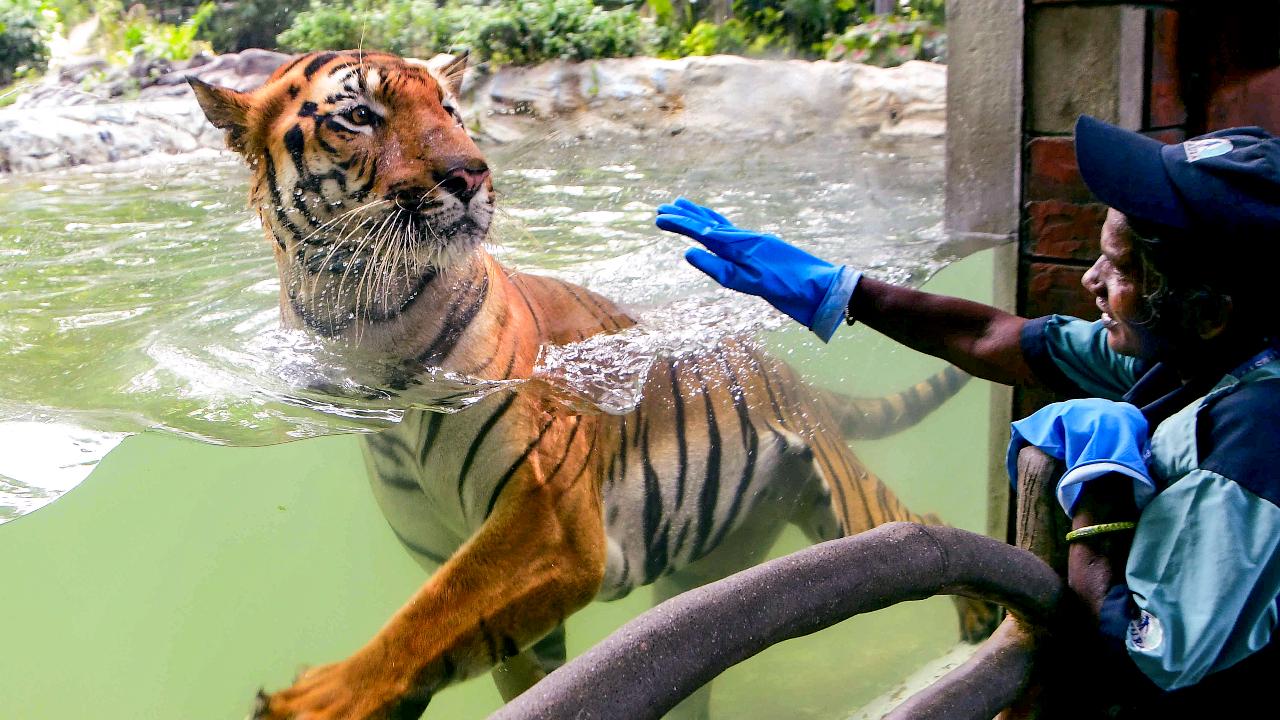 A security offcial looks at Royal Bengal tiger 'Jay' inside its enclosure at Veermata Jijabai Bhosale Botanical Udyan and Zoo, on July 28
