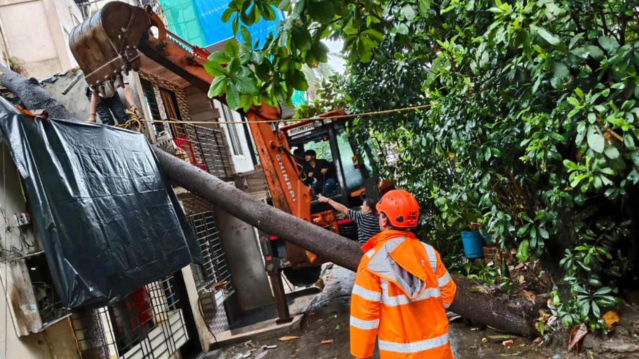 Officials said teams from the disaster management cell and fire brigade were carrying out work to cut and remove the fallen tree from the site.