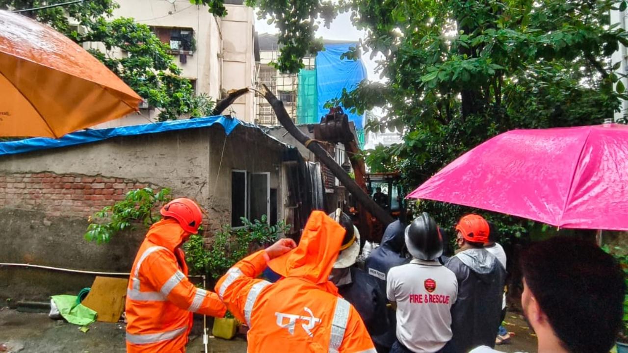 The fallen tree damaged two houses in the society. The affected houses were identified as room number 63, owned by Rajesh Gawade, and room number 64, owned by Sudam Salunkhe.