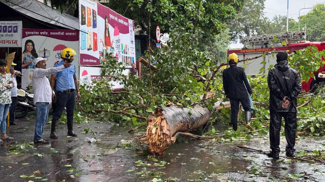Trees crash down across Pune; one man seriously injured, traffic disrupted