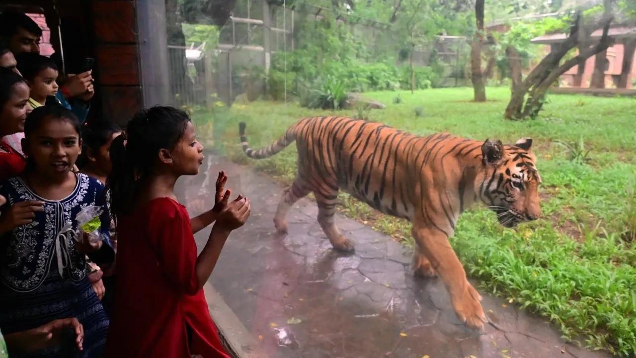 As per mid-day's earlier reports, the zoo's nine-year-old male Royal Bengal Tiger named Shakti died on November 17 in 2025, from respiratory failure due to pneumonia. It was followed by the death of his cub, three-year-old male Royal Bengal Tiger named Rudra, who died on October 29 in 2025.&nbsp;
Rudra was the cub born to Shakti and Karishma. The pair of Royal Bengal tigers Shakti (male) and Karishma (female) were brought to the Veermata Jijabai Bhosale Botanical Garden and Zoo in Byculla from the Siddhartha Garden and Zoo in Chhatrapati Sambhajinagar on February 12 in 2020 (Pic/Shadab Khan)