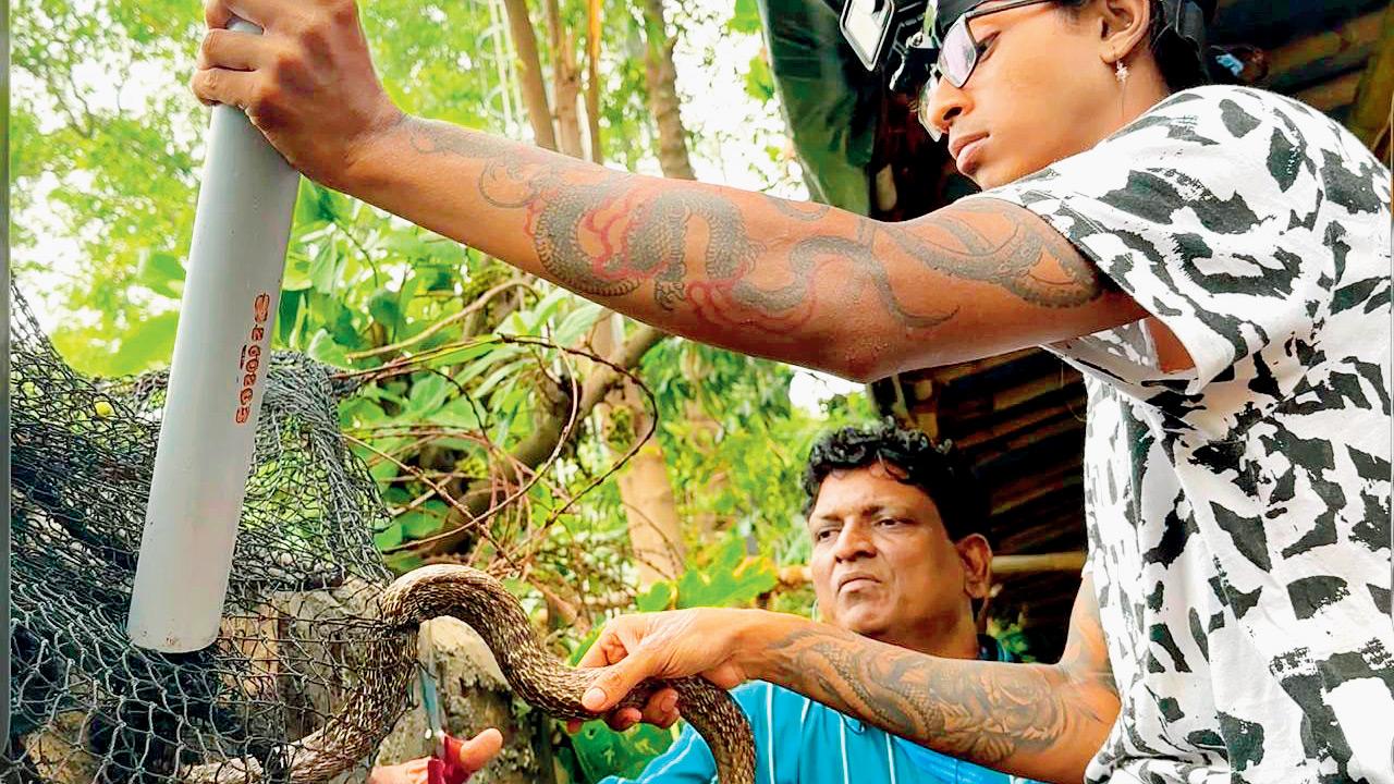 Monsoon snake safety: Expert tips to stay safe and coexist Abhirup Kadam (in white) rescuing a Indian Spectacled cobra stuck inside a net in Chembur. Pics courtesy/M.A.R.A, Wikimedia Commons