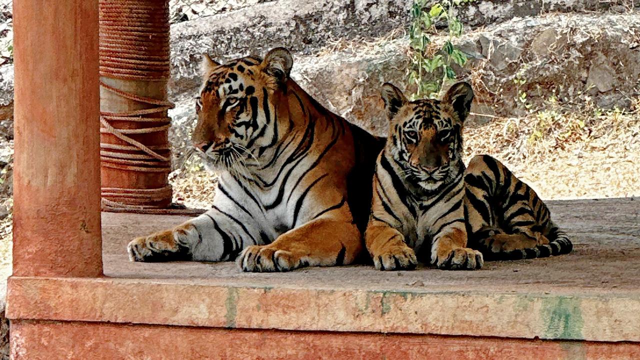 India has nearly 30 per cent of world’s tiger population: Fadnavis