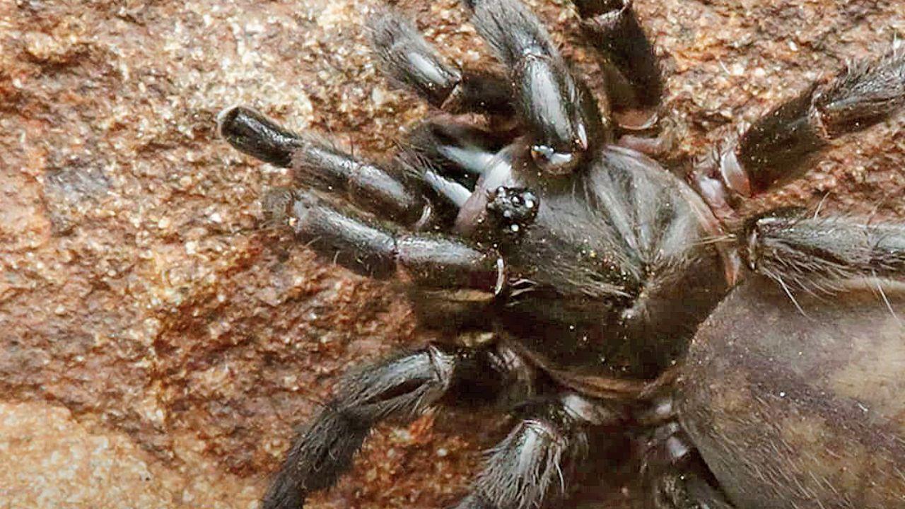 New trapdoor spider species found in Maharashtra Tigidia singhal found near the Rehekuri Blackbuck Sanctuary in Karjat. Pic/Dr Rishikesh Tripathi, the Ashoka Trust for Research in Ecology and the Environment