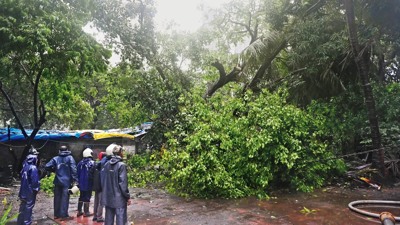 Mumbai tree collapse crisis: BMC to form expert panel for tree-friendly footpath design An area in Mahalaxmi where three trees collapsed on July 6, damaging houses. PICs/SAYYED SAMEER ABEDI