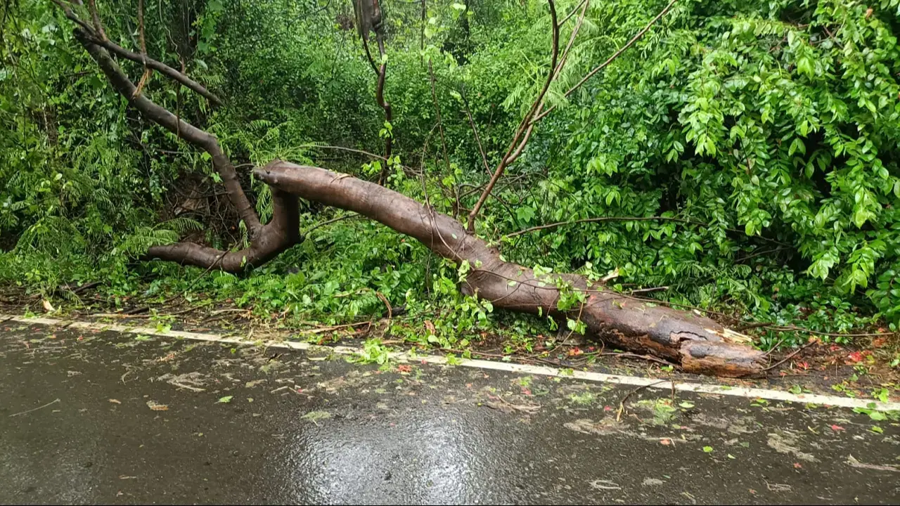An 18-year-old youth died after a tree collapsed in Unit 13 of Aarey Colony on Saturday around 3 pm. Pic/Special Arrangement