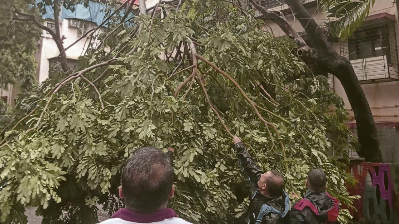 65 trees crash across Navi Mumbai as gusty winds worsen monsoon impact As many as 65 trees came crashing down across the city in less than a day, disrupting traffic, damaging public infrastructure and keeping the fire brigade and disaster management teams on their toes. PIC/BY SPECIAL ARRANGEMENT