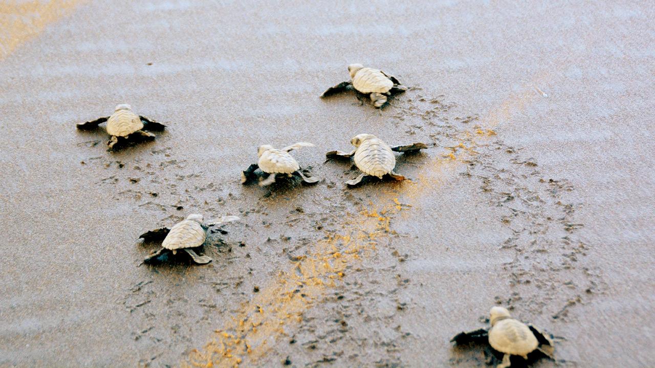 Maharashtra expands mangrove livelihoods with eco-tourism push The Velas Turtle Festival, organised by the Mangrove Cell with local villagers, promotes conservation and creates livelihood opportunities. Pics/Satej Shinde