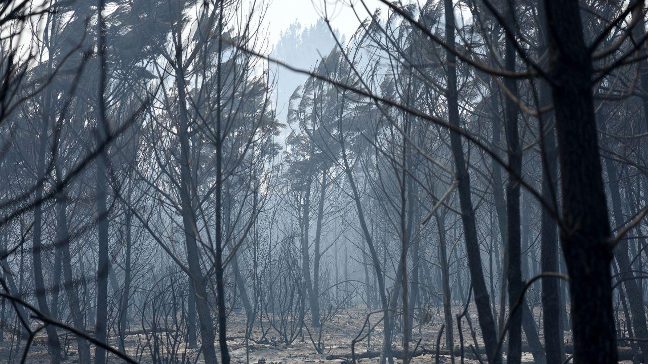A haze hangs over a burned vegetation in a forest near Biscarrosse, southwestern France. French President Emmanuel Macron, in a post on X, said the situation remained "very high tension", particularly in the southwestern department of Gironde, where fires have scorched more than 8,700 hectares A haze hangs over a burned vegetation in a forest near Biscarrosse, southwestern France. French President Emmanuel Macron, in a post on X, said the situation remained "very high tension", particularly in the southwestern department of Gironde, where fires have scorched more than 8,700 hectares