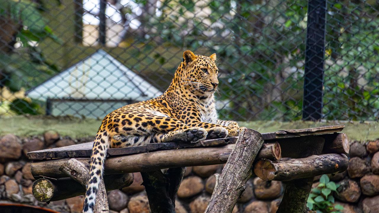 Leopard on prowl captured in Jammu and Kashmir's Doda Image for representational purposes only. Image courtesy: Pexels