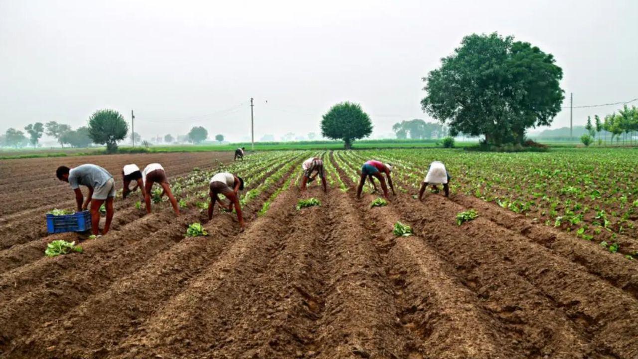 Maharashtra approves international agricultural market in Palghar Maharashtra government allots 558 hectares for international agricultural market in Palghar (File pic)