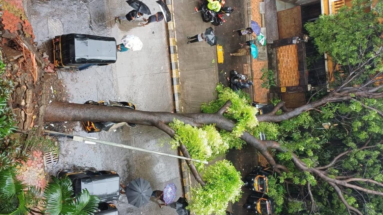 Tree collapses on Marol Military Road in Andheri day after similar incident he latest incident occurred in front of Lok Darshan Society. Pic/Special Arrangement