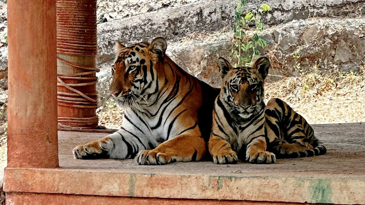 Tigress Srivalli with her cubs at the Sanjay Gandhi National Park’s Tiger Safari. Two cubs that had tested positive for Feline Infectious Peritonitis (FIP) have recovered and tested negative, allowing all four surviving cubs to be reunited. Pics/SGNP