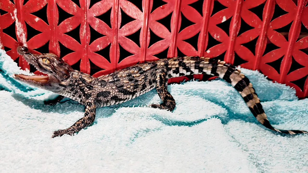 The female Indian marsh crocodile hatchling rescued from a well in Aarey Colony