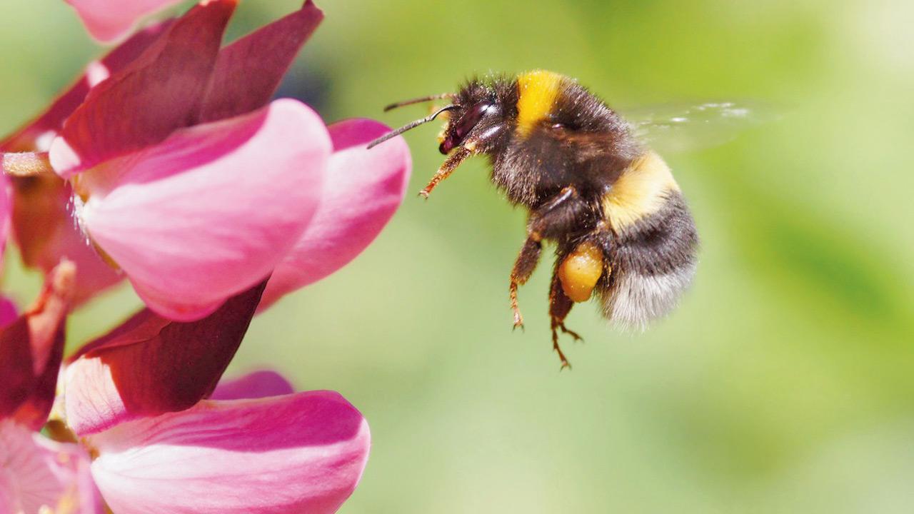 Common pesticide may disrupt bumblebee reproduction, scientists find Representation pic/iStock