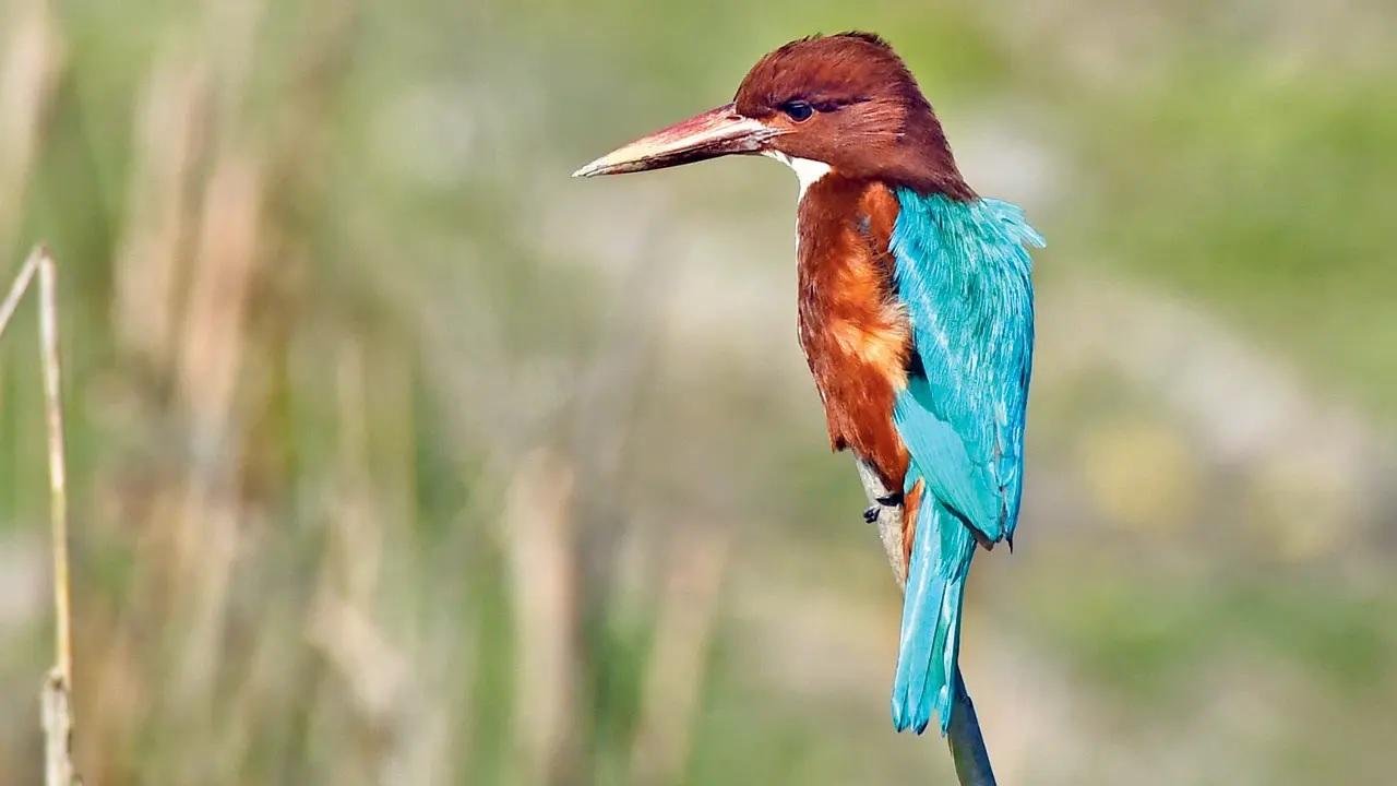 Saturday
Winged adventuresThe Maharashtra Nature Park is witnessing a seasonal shift this month, making it the perfect time to observe birds like the White-throated Kingfisher (above), and the Indian Golden Oriole, known for its bright gold streaks.
TIME 7.30 pm (Reporting)MEETING POINT Maharashtra Nature Park, Sion. LOG ON TO @naturalistex CALL 8976451433 Saturday
Winged adventuresThe Maharashtra Nature Park is witnessing a seasonal shift this month, making it the perfect time to observe birds like the White-throated Kingfisher (above), and the Indian Golden Oriole, known for its bright gold streaks.
TIME 7.30 pm (Reporting)MEETING POINT Maharashtra Nature Park, Sion. LOG ON TO @naturalistex CALL 8976451433