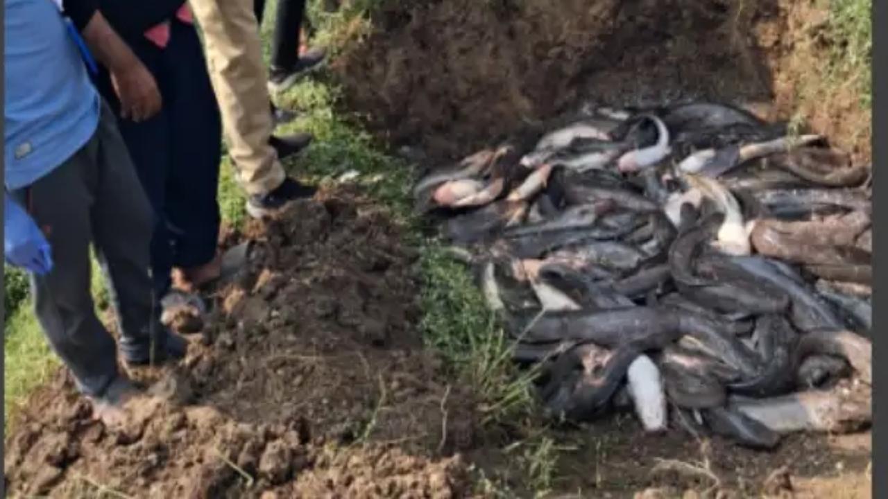 3,500-kg banned African catfish seized and destroyed in Pune raid, case filed