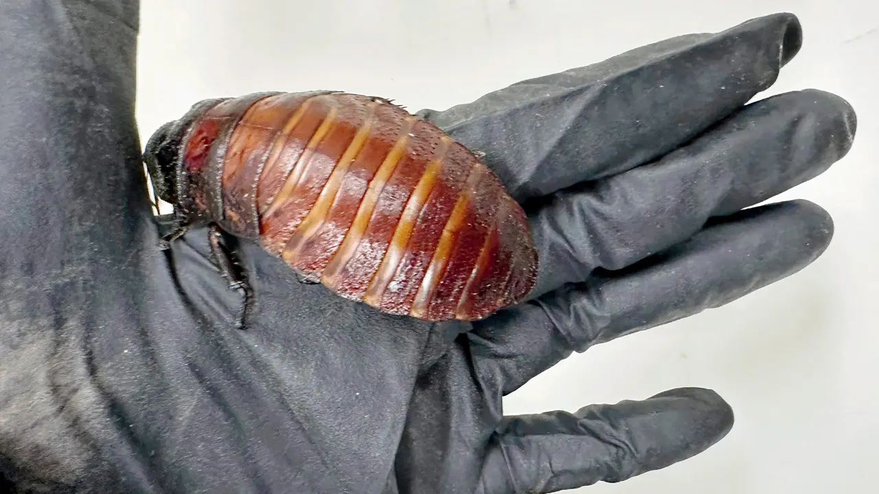 Madagascar hissing cockroach seized during the raid. PIC/AFP