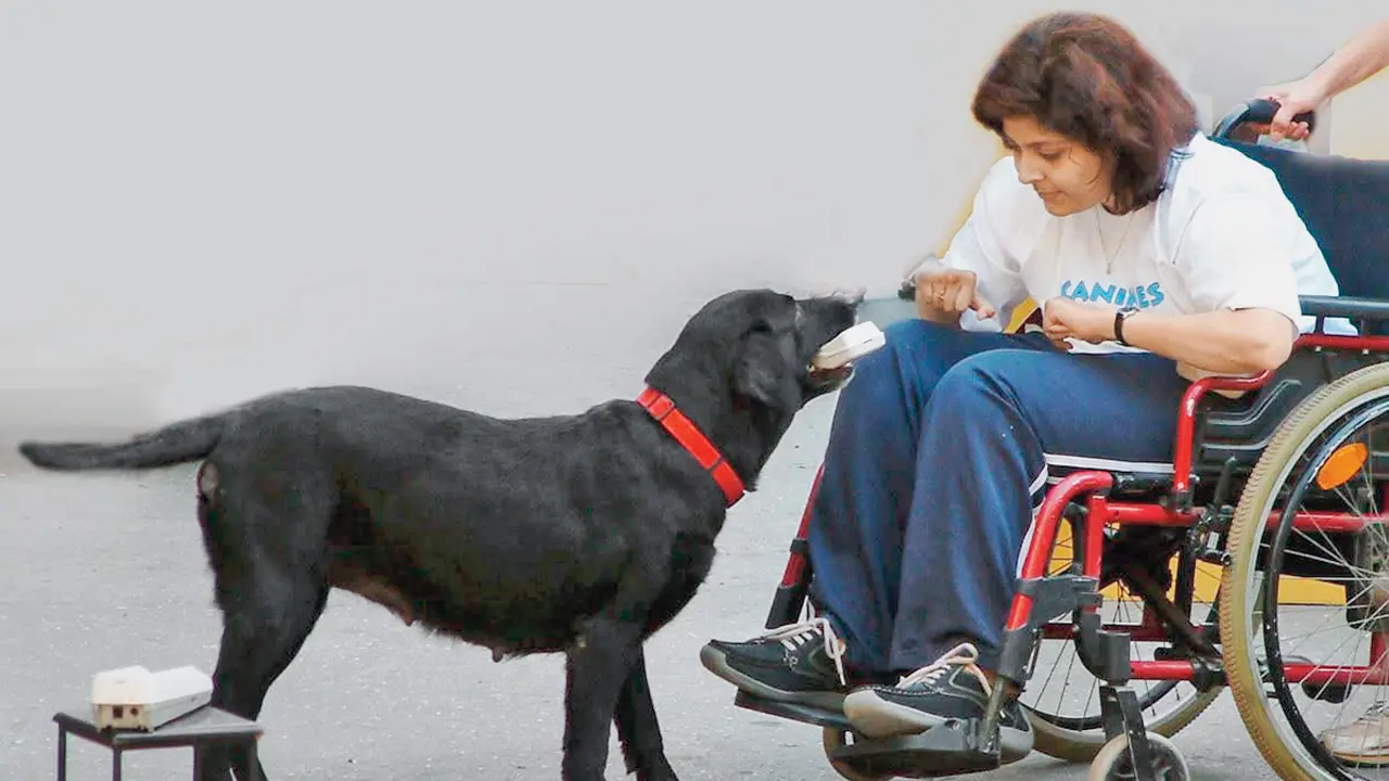 Learn how dogs can be of assistance to those with mobility impairment An assistance dog helps a handler. PICs COURTESY/SHIRIN DHABHAR
