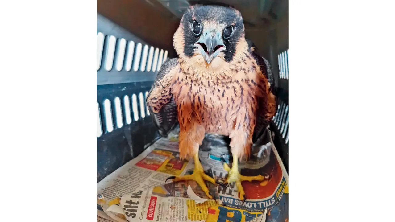 Mumbai heatwave takes toll on birds as dehydrated Shaheen Falcons rescued The rescued falcon in RAWW NGO’s observation