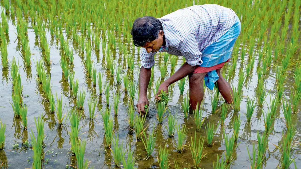 Farmer organisations had a mixed response to the decision. Representation pic/istock