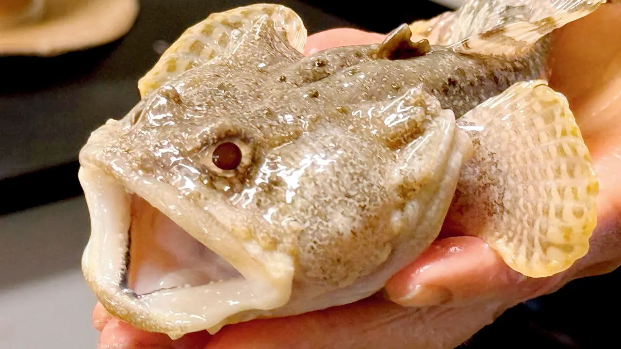 Gulf toadfish (Opsanus beta). Pic/Rosenstiel School of Marine