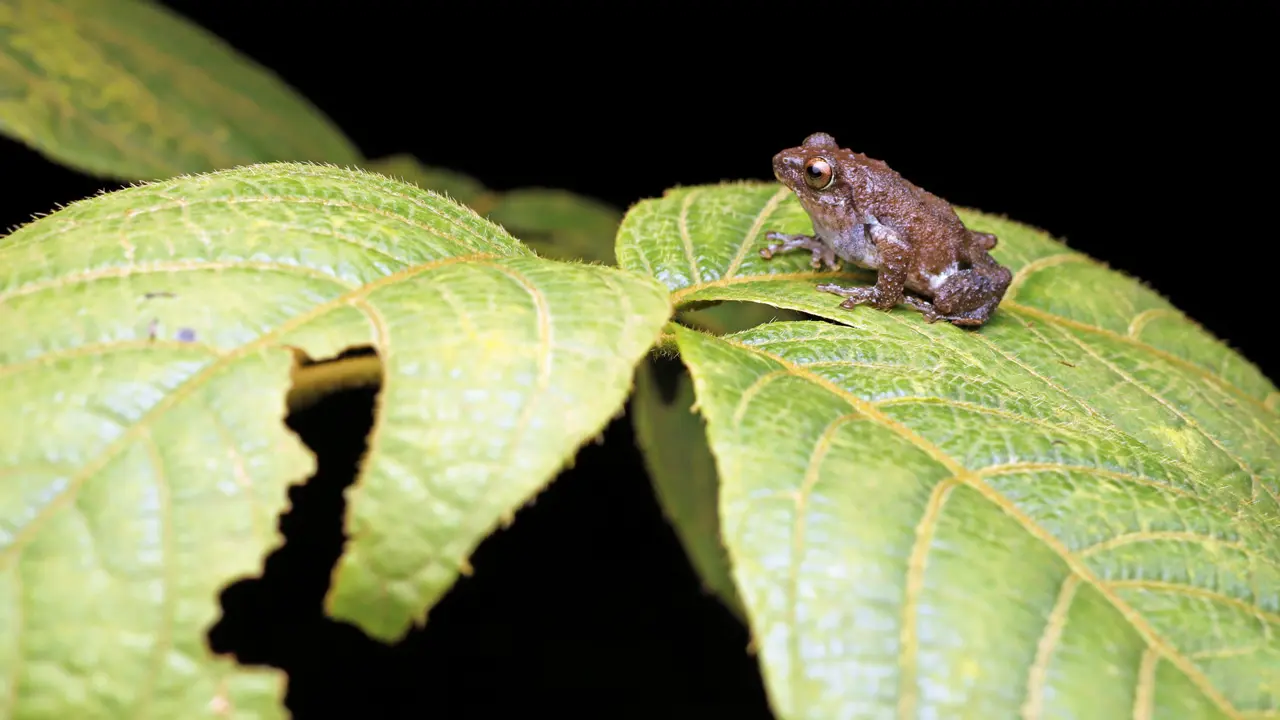 PICS COURTESY/Inaturalist.com; Sachin Rane; Wikimedia Commons