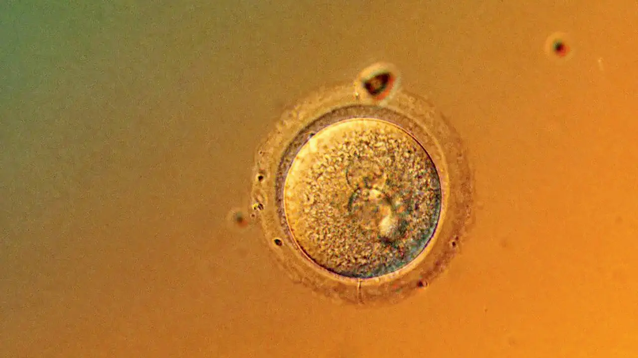 Researchers used base editing. Pic COURTESY/Columbia University