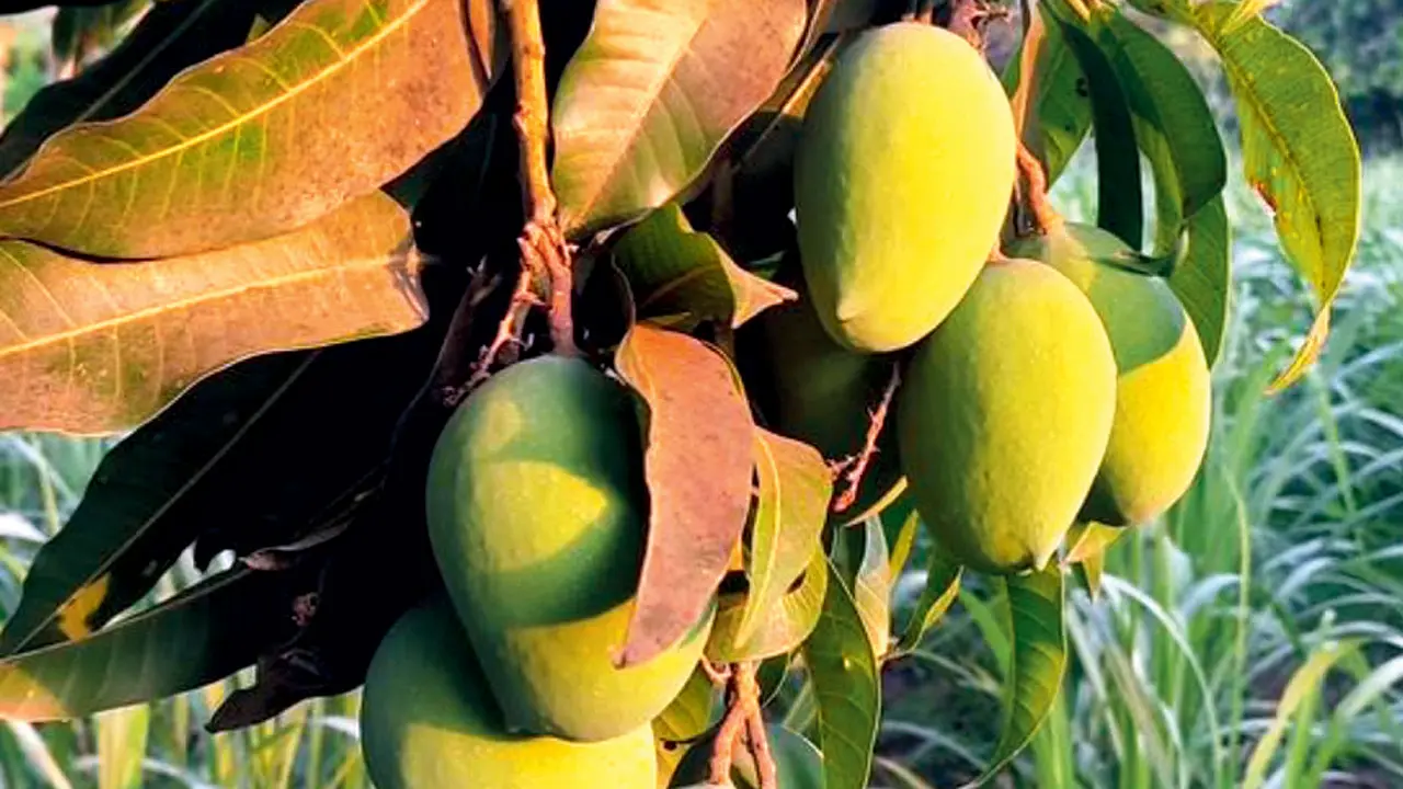 The Alphonso tree at Salvi’s farm in Palghar. Pics courtesy/Swati Salvi; Rumani Gabhare 
