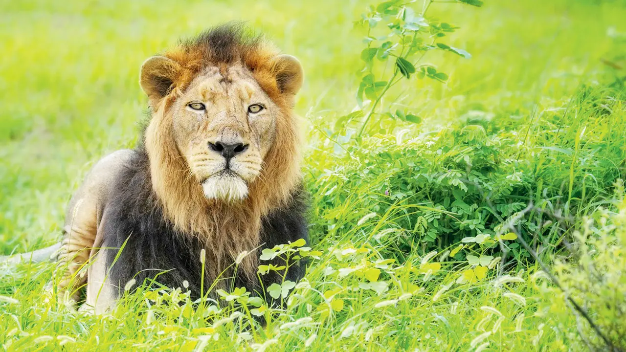 Lion attack claims life of Uttarakhand man in Gujarat’s Amreli